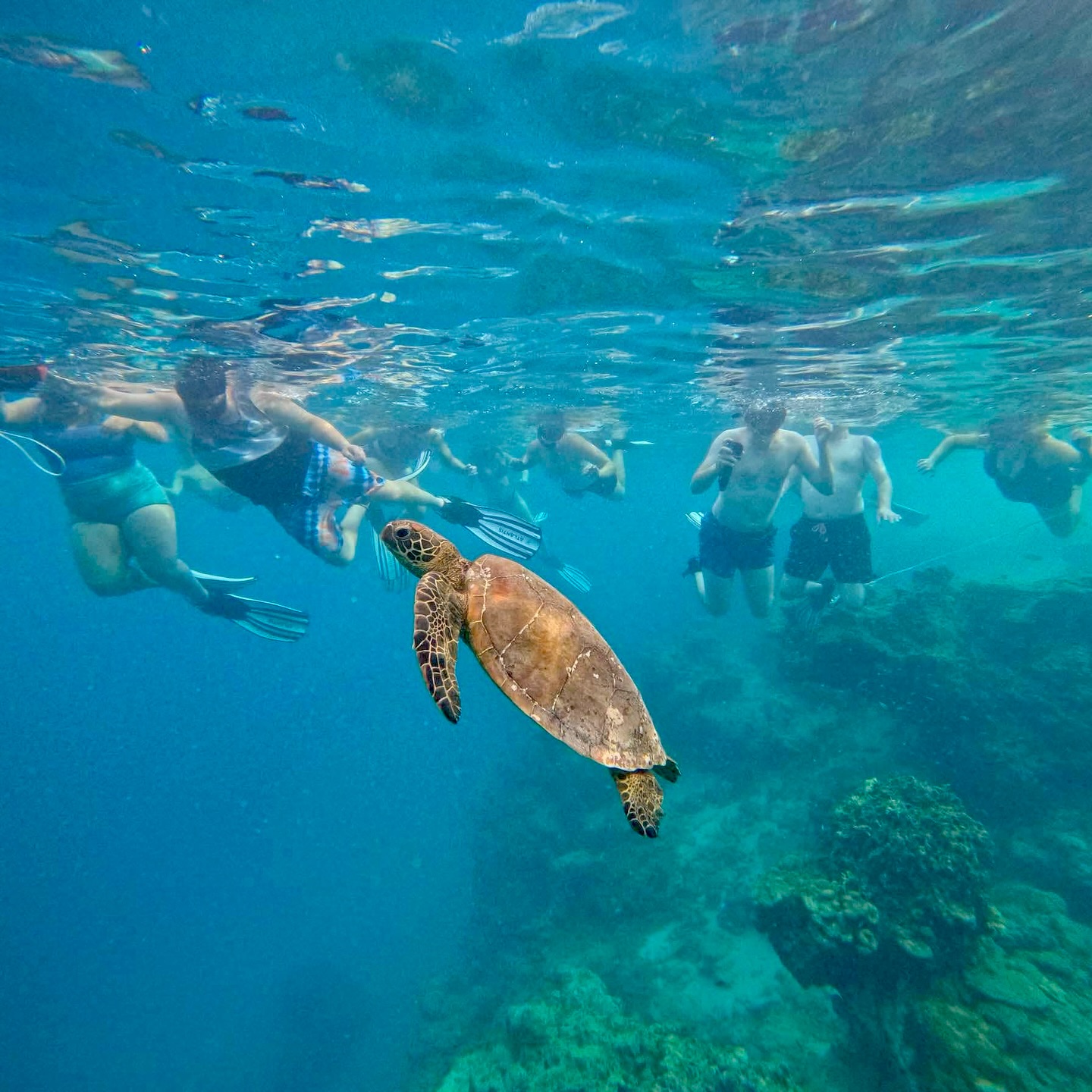 Turtle.jpg